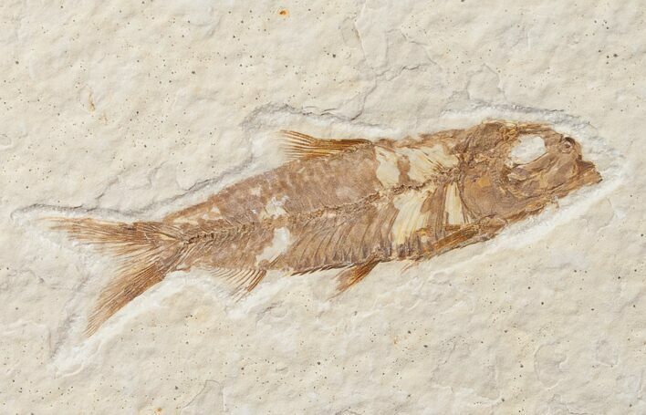 Bargain Knightia Fossil Fish - Wyoming #15983